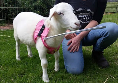 Pearl a blind sheep wearing a Halos For Paws vest